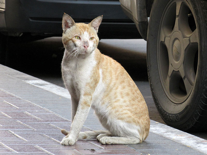 Уличные коты Дубая