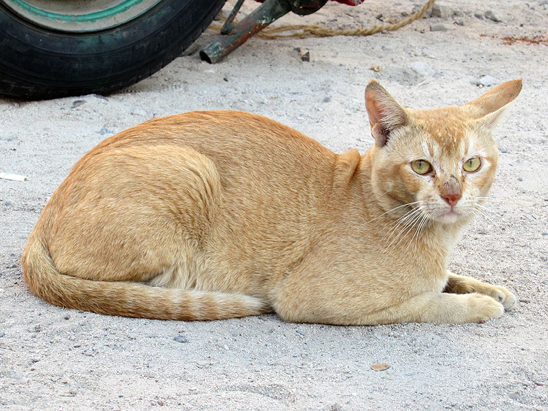 Уличные коты Дубая