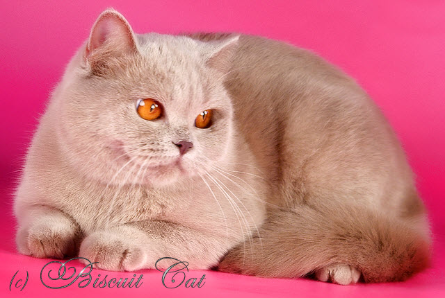 Кошечка Олечка