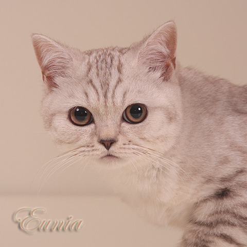 Британский котёнок окраса 