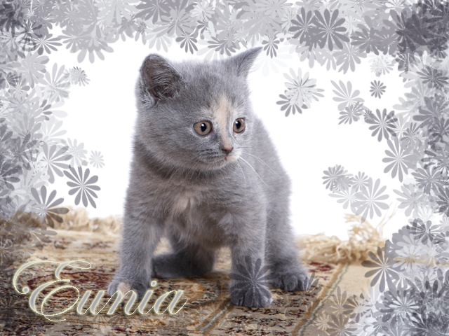 Кошечка Тэффи Кошечка Тэффи