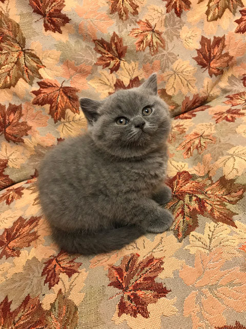 Котята 2018 года