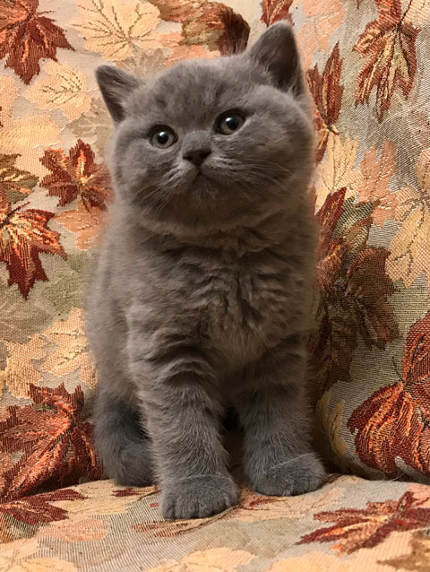 Котята 2018 года