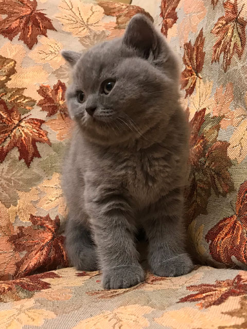 Котята 2018 года