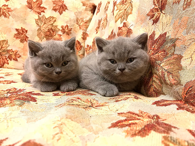 Котята 2018 года