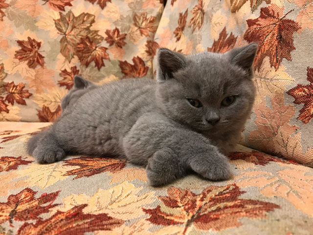 Котята 2018 года