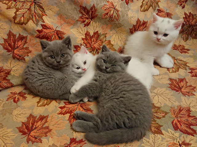 Котята 2018 года