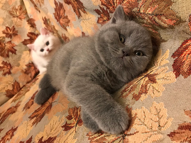 Котята 2018 года
