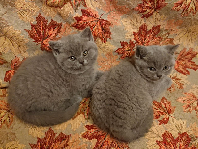 Котята 2018 года