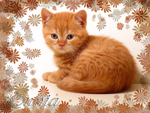 Красный британский котенок