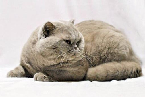 Кот