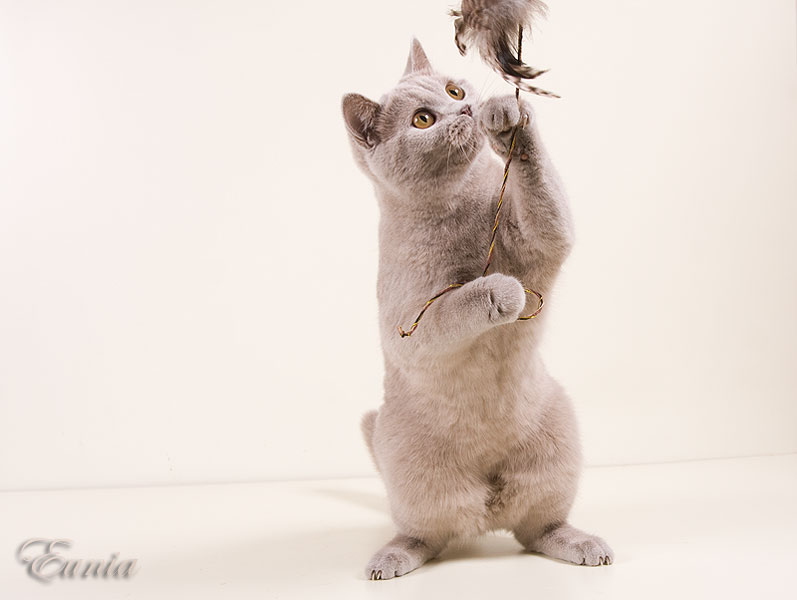 Жизель Британская кошечка Жизель