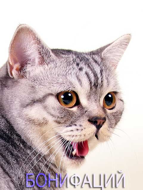 Котик Бонифаций 