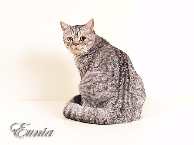 Котик Бонифаций 