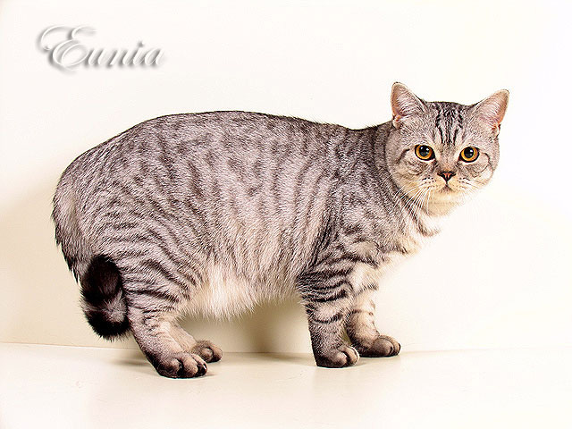 Котик Бонифаций 