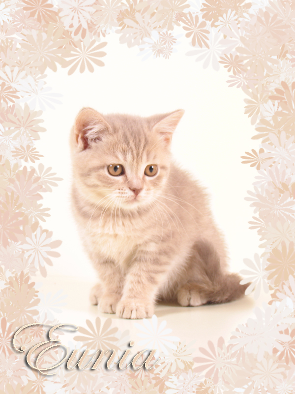 Кошечка Ксена