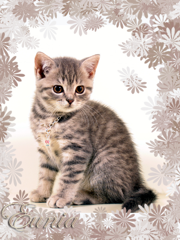 Кошечка Ксяпа