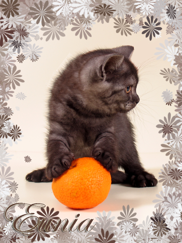 Кошечка Яя