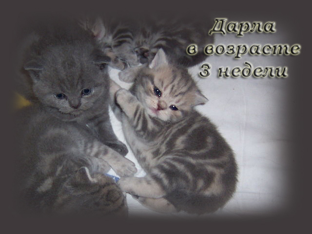 Дарла